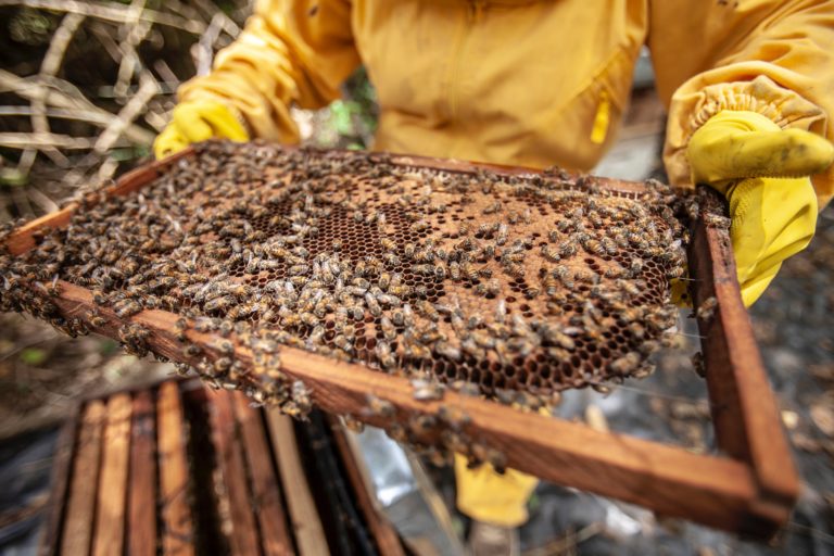 close-up-photo-of-bees-3221394