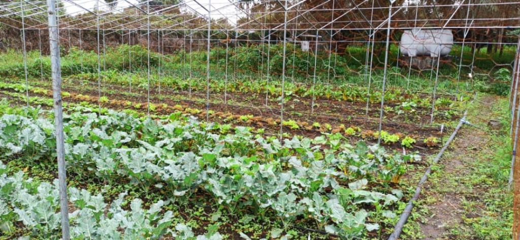 Organic garden under a greenhouse