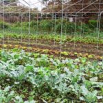 Organic garden under a greenhouse