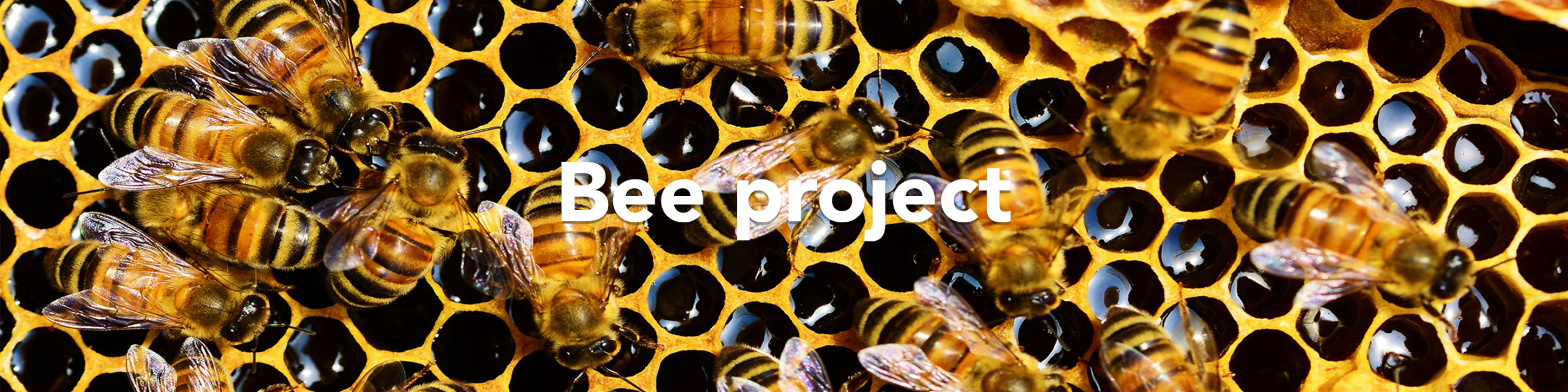 Bees on a hive saying "Bee project"