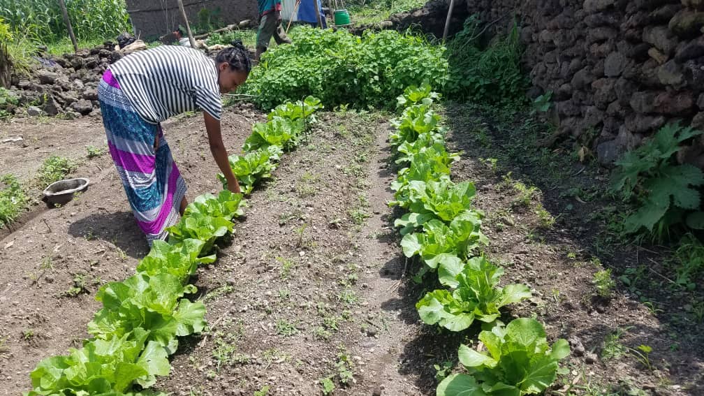 Student growing lettuce in her garden during COVID