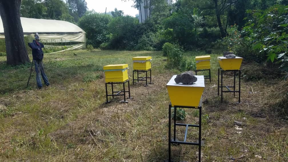 Five hives in the college garden, next to a greenhouse