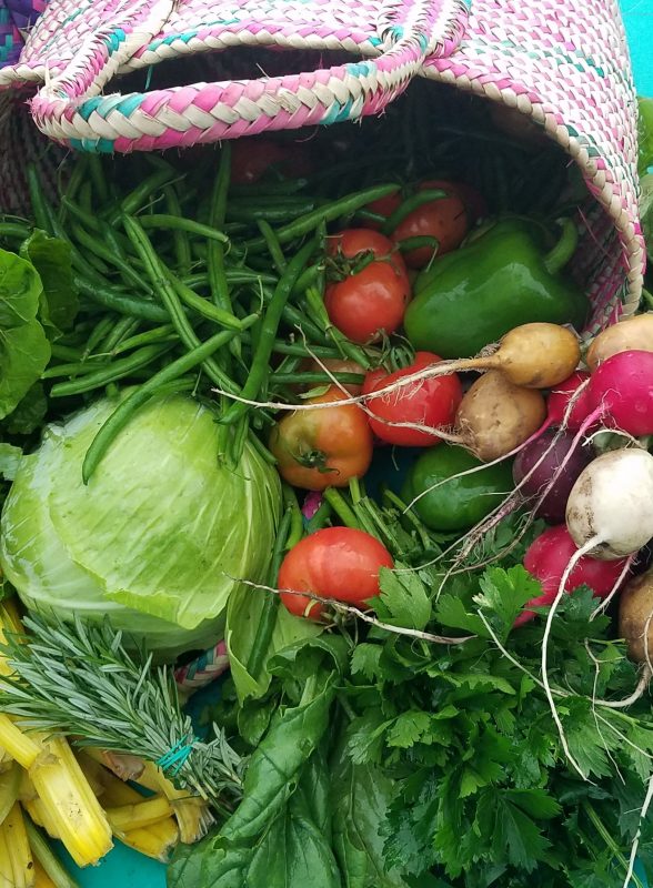 Basket of fresh organic radish, cabbage, beans, parsley and pepper